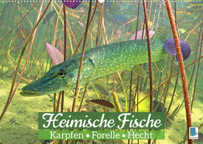 Heimische Fische: Karpfen, Forelle, Hecht (Wandkalender 2023 DIN A2 quer) von CALVENDO