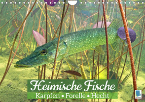 Heimische Fische: Karpfen, Forelle, Hecht (Wandkalender 2023 DIN A4 quer) von CALVENDO