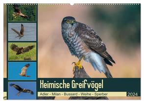 Heimische GREIFVÖGEL Adler Milan Bussard Weihe Sperber (Wandkalender 2024 DIN A2 quer), CALVENDO Monatskalender von Wünsche,  Arne