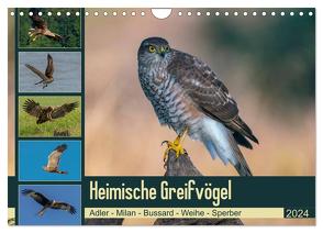 Heimische GREIFVÖGEL Adler Milan Bussard Weihe Sperber (Wandkalender 2024 DIN A4 quer), CALVENDO Monatskalender von Wünsche,  Arne