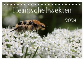 Heimische Insekten 2024 (Tischkalender 2024 DIN A5 quer), CALVENDO Monatskalender von Hahnefeld,  Silvia