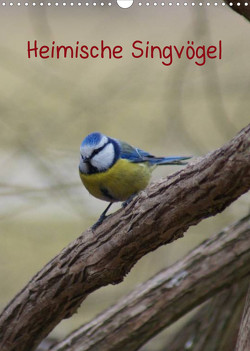 Heimische Singvögel (Wandkalender 2023 DIN A3 hoch) von kattobello