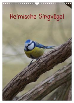 Heimische Singvögel (Wandkalender 2024 DIN A3 hoch), CALVENDO Monatskalender von Kattobello,  Kattobello