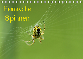 Heimische Spinnen (Tischkalender 2021 DIN A5 quer) von Schäfer,  Otto