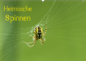 Heimische Spinnen (Wandkalender 2021 DIN A2 quer) von Schäfer,  Otto