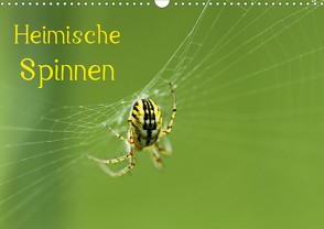 Heimische Spinnen (Wandkalender 2021 DIN A3 quer) von Schäfer,  Otto