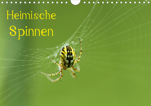 Heimische Spinnen (Wandkalender 2021 DIN A4 quer) von Schäfer,  Otto