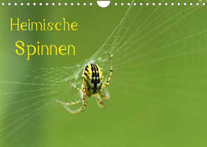 Heimische Spinnen (Wandkalender 2022 DIN A4 quer) von Schäfer,  Otto
