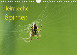 Heimische Spinnen (Wandkalender 2023 DIN A4 quer) von Schäfer,  Otto