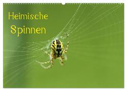 Heimische Spinnen (Wandkalender 2024 DIN A2 quer), CALVENDO Monatskalender von Schäfer,  Otto