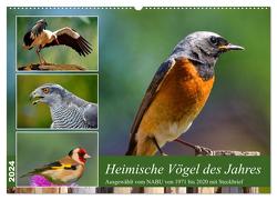 Heimische Vögel des Jahres (Wandkalender 2024 DIN A2 quer), CALVENDO Monatskalender von Kleemann,  Claudia