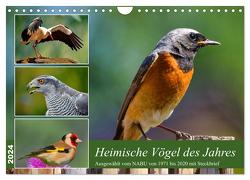Heimische Vögel des Jahres (Wandkalender 2024 DIN A4 quer), CALVENDO Monatskalender von Kleemann,  Claudia