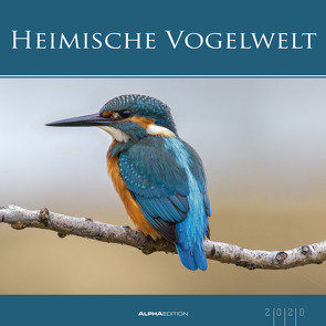 Heimische Vogelwelt 2020 – Bildkalender (33 x 33) – Vögel – Heimat – Tierkalender – Wandkalender von ALPHA EDITION