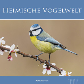 Heimische Vogelwelt 2021 – Bild-Kalender 33×33 cm – Birds – Tierkalender – Wandplaner – Alpha Edition