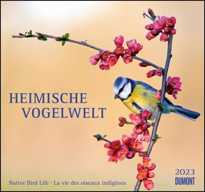 Heimische Vogelwelt 2023 – DUMONT Wandkalender – mit den wichtigsten Feiertagen – Format 38,0 x 35,5 cm