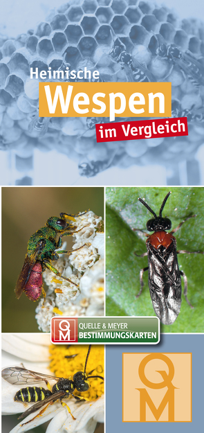 Heimische Wespen im Vergleich von Quelle & Meyer Verlag