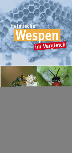 Heimische Wespen von Quelle & Meyer Verlag