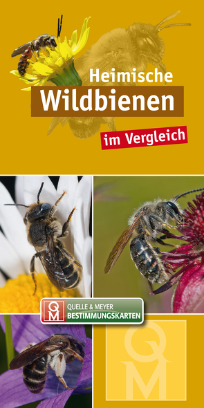 Heimische Wildbienen im Vergleich von Quelle & Meyer Verlag