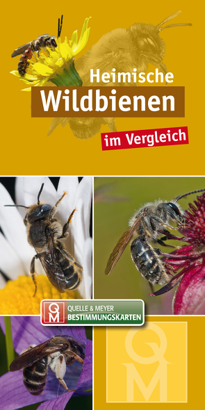 Heimische Wildbienen von Quelle & Meyer Verlag