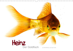 Heinz – Der Goldfisch (Wandkalender 2023 DIN A3 quer) von Wehrle & Uwe Frank www.blackwhite.de,  Ralf