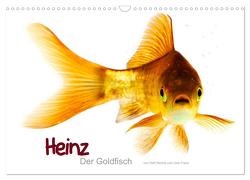 Heinz – Der Goldfisch (Wandkalender 2024 DIN A3 quer), CALVENDO Monatskalender von Wehrle & Uwe Frank www.blackwhite.de,  Ralf