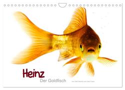 Heinz – Der Goldfisch (Wandkalender 2024 DIN A4 quer), CALVENDO Monatskalender von Wehrle & Uwe Frank www.blackwhite.de,  Ralf