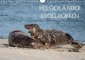 Helgoländer Kegelrobben (Wandkalender 2019 DIN A4 quer) von Quentin,  Udo