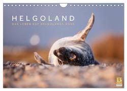 Helgoland – Das Leben auf der Düne Helgolands (Wandkalender 2024 DIN A4 quer), CALVENDO Monatskalender von Jackson,  Lain