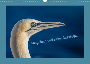 Helgoland und seine Basstölpel (Wandkalender 2023 DIN A3 quer) von von der Heyde,  Wiebke