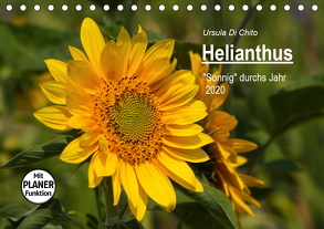 Helianthus (Tischkalender 2020 DIN A5 quer) von Di Chito,  Ursula