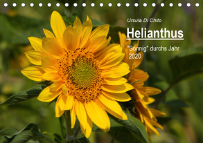 Helianthus (Tischkalender 2020 DIN A5 quer) von Di Chito,  Ursula