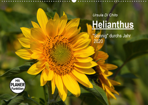 Helianthus (Wandkalender 2020 DIN A2 quer) von Di Chito,  Ursula