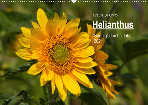 Helianthus (Wandkalender 2021 DIN A2 quer) von Di Chito,  Ursula