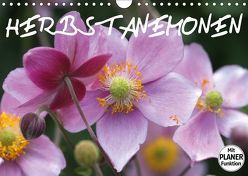 Herbstanemonen (Wandkalender 2019 DIN A4 quer) von Kruse,  Gisela