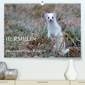 Hermelin – das wieselflinke Raubtier (Premium, hochwertiger DIN A2 Wandkalender 2022, Kunstdruck in Hochglanz) von Bachmeier,  Günter