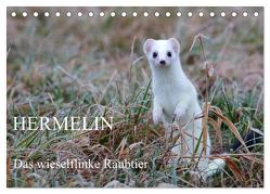 Hermelin – das wieselflinke Raubtier (Tischkalender 2024 DIN A5 quer), CALVENDO Monatskalender von Bachmeier,  Günter