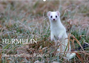 Hermelin – das wieselflinke Raubtier (Wandkalender 2022 DIN A2 quer) von Bachmeier,  Günter