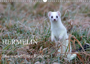 Hermelin – das wieselflinke Raubtier (Wandkalender 2022 DIN A3 quer) von Bachmeier,  Günter
