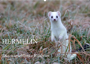 Hermelin – das wieselflinke Raubtier (Wandkalender 2023 DIN A2 quer) von Bachmeier,  Günter