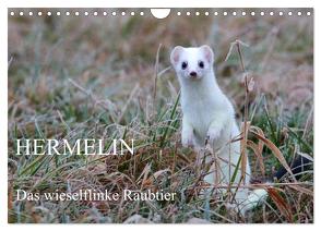 Hermelin – das wieselflinke Raubtier (Wandkalender 2024 DIN A4 quer), CALVENDO Monatskalender von Bachmeier,  Günter