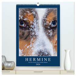Hermine – Ein Jahr mit einem Mini Australian Shepherd (hochwertiger Premium Wandkalender 2024 DIN A2 hoch), Kunstdruck in Hochglanz von Wernze,  Kai