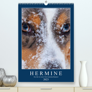 Hermine – Ein Jahr mit einem Mini Australian Shepherd (Premium, hochwertiger DIN A2 Wandkalender 2023, Kunstdruck in Hochglanz) von Wernze,  Kai