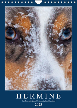 Hermine – Ein Jahr mit einem Mini Australian Shepherd (Wandkalender 2023 DIN A4 hoch) von Wernze,  Kai