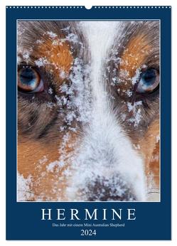 Hermine – Ein Jahr mit einem Mini Australian Shepherd (Wandkalender 2024 DIN A2 hoch), CALVENDO Monatskalender von Wernze,  Kai