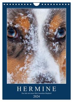 Hermine – Ein Jahr mit einem Mini Australian Shepherd (Wandkalender 2024 DIN A4 hoch), CALVENDO Monatskalender von Wernze,  Kai