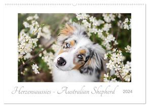 Herzensaussies – Australian Shepherd (Wandkalender 2024 DIN A2 quer), CALVENDO Monatskalender von Kudla,  Madlen