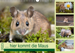 … hier kommt die Maus … (Wandkalender 2023 DIN A3 quer) von GUGIGEI