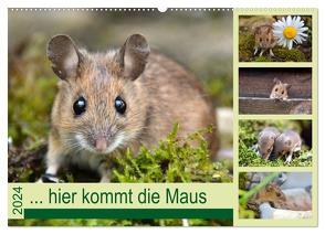 … hier kommt die Maus … (Wandkalender 2024 DIN A2 quer), CALVENDO Monatskalender von GUGIGEI,  GUGIGEI