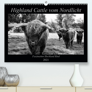 Highland Cattle vom Nordlicht – Faszination Hochland Rind (Premium, hochwertiger DIN A2 Wandkalender 2021, Kunstdruck in Hochglanz) von Knab,  Katharina