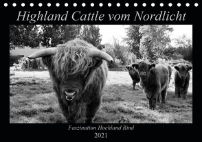 Highland Cattle vom Nordlicht – Faszination Hochland Rind (Tischkalender 2021 DIN A5 quer) von Knab,  Katharina